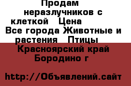 Продам 2 неразлучников с клеткой › Цена ­ 2 500 - Все города Животные и растения » Птицы   . Красноярский край,Бородино г.